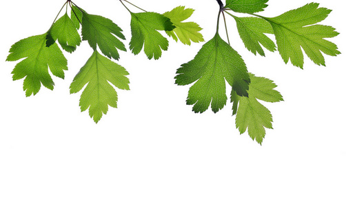 山楂树枝绿叶照片