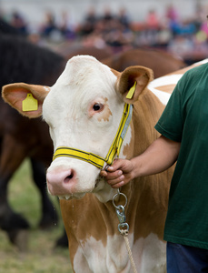 西门塔尔牛的束缚照片