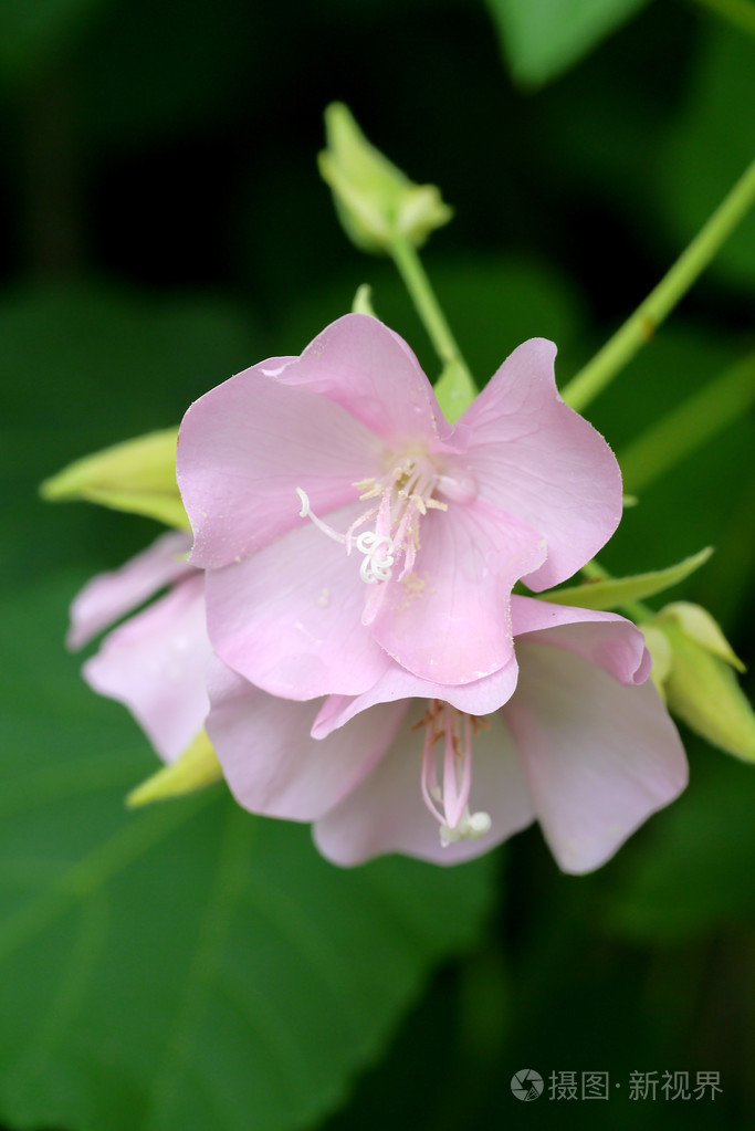 粉红色的dombeya花