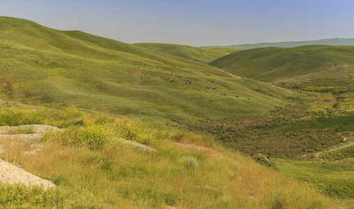 戈布斯坦阿塞拜疆山区放牧牛