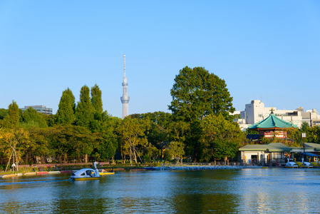 新足池塘和东京天树图片