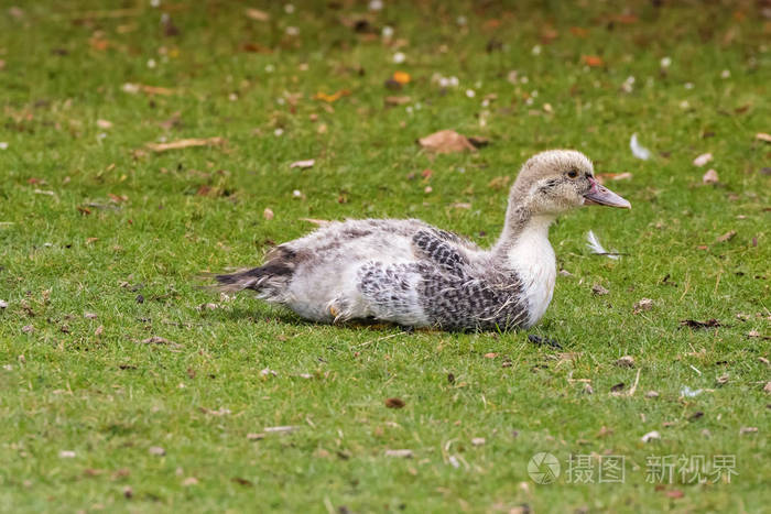 在与许多羽毛在塔斯马尼亚的绿色草地上休息的少年雏番鸭