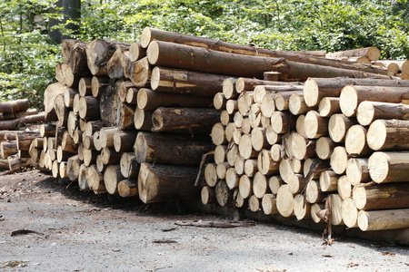 砍伐的松树堆栈的松树树树干,砍伐森林照片