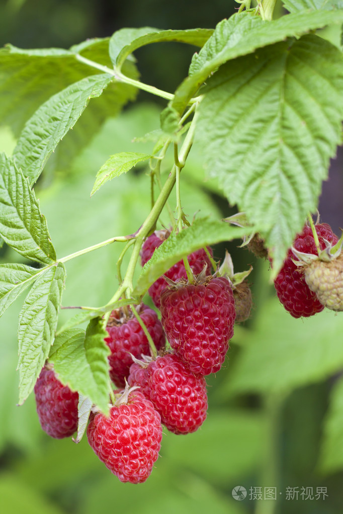 山莓生长在树枝上