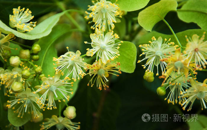 新鲜的菩提树花