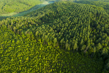 森林的鸟瞰图图片-森林的鸟瞰图素材-森林的鸟瞰图插画-摄图新视界