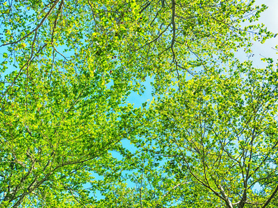 在阳光明媚的一天的蓝蓝的天空背景上的绿色森林
