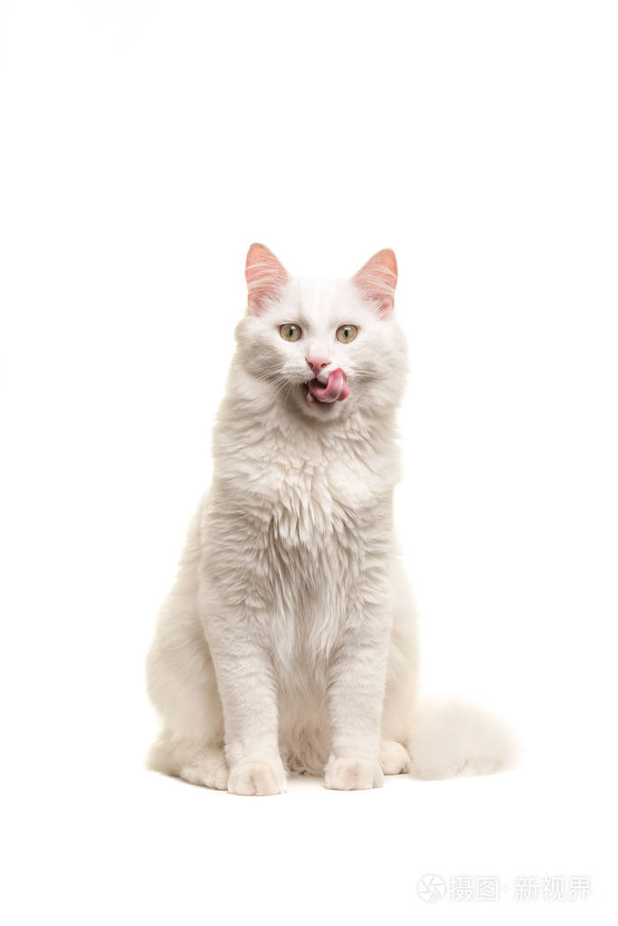 白色土耳其安哥拉猫坐着舔它孤立在白色背景上的嘴唇相机的镜头