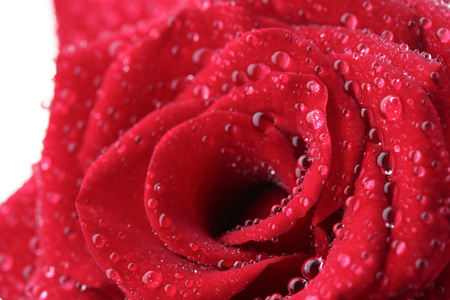 美丽的红玫瑰与滴特写