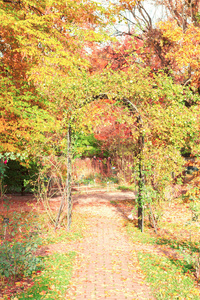 秋天公园路径