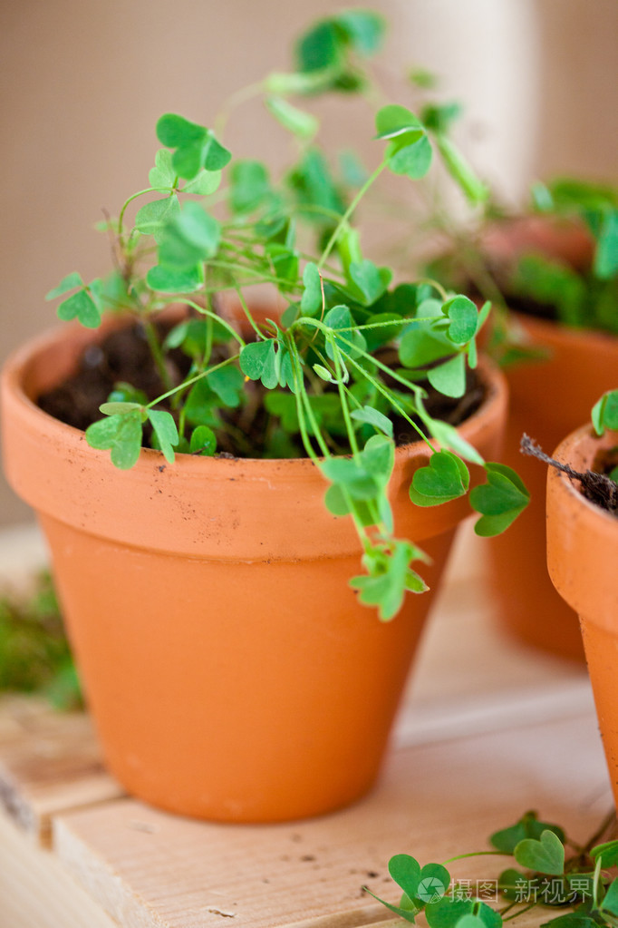 三叶草盆栽的植物
