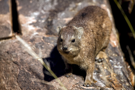 dassie 岩石在箭袋树森林纳米比亚非洲