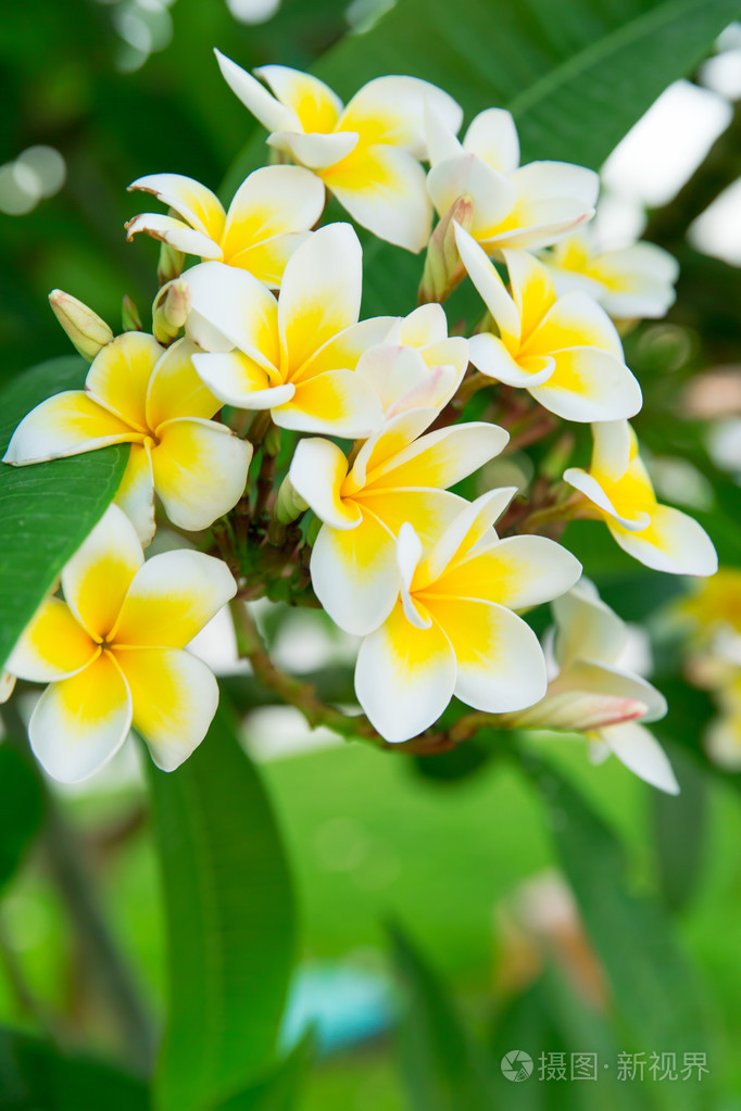 美丽的鸡蛋花鲜花