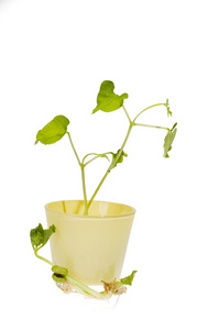 绿色春天新植物发芽中黄色玻璃有限公司