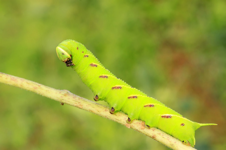 烟草天蛾幼虫图片