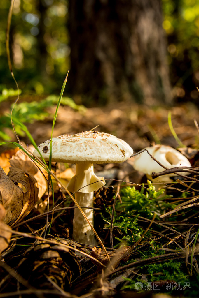 在秋天在森林蘑菇