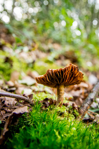 在秋天在森林蘑菇