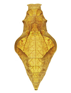 黄色的金凤蝶或孤立的白色背景上的 Rhadamantus 凤蝶蝴蝶蛹