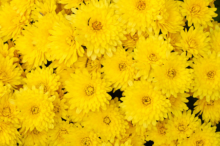 黄色菊花背景