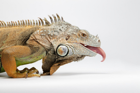 绿舌头显示的舌头上白色的特写绿鬣蜥照片