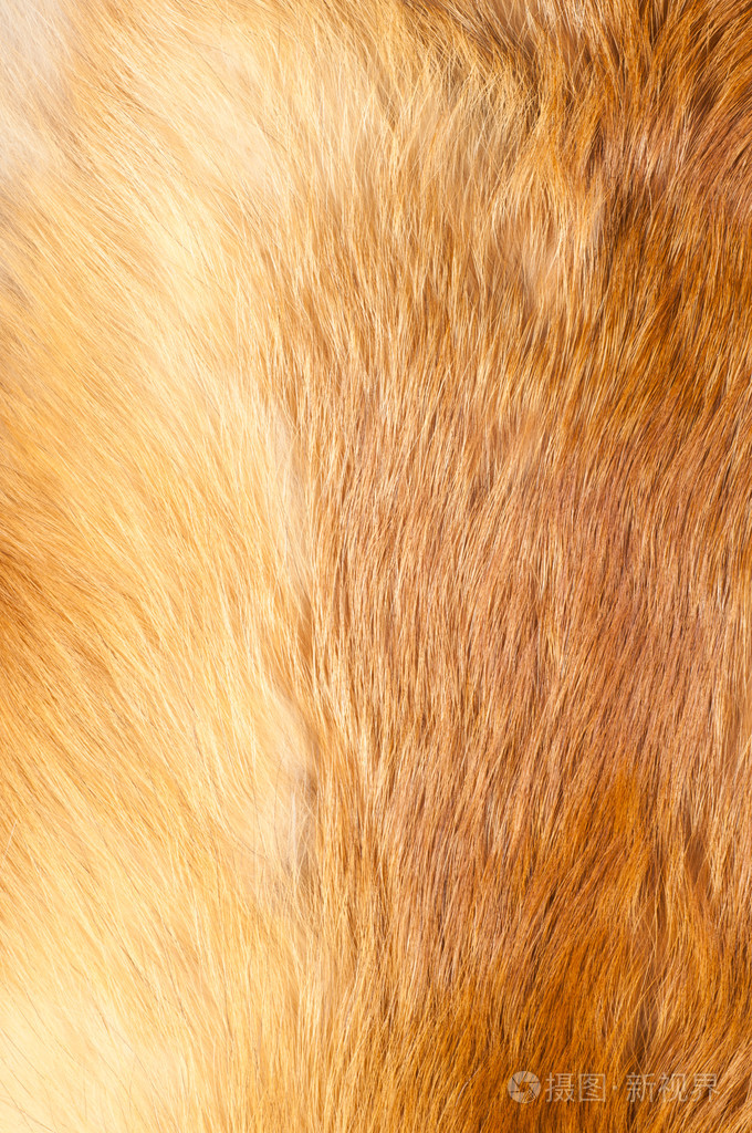 纹理红狐狸皮毛
