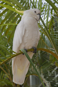 凤头鹦鹉 kakatua