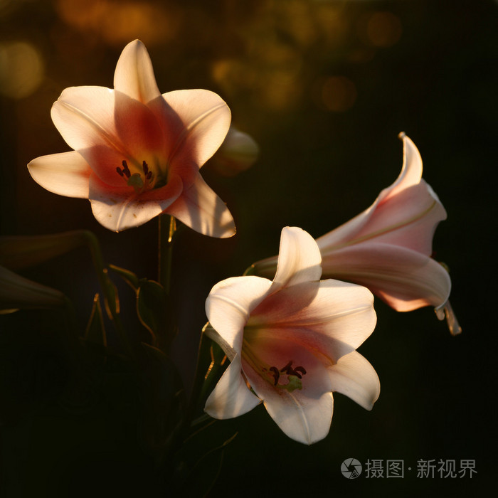 在阳光下的百合花