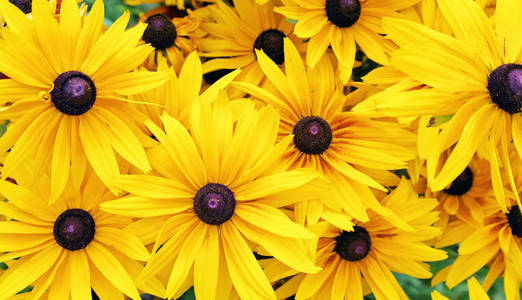 鲜黄色的花朵背景