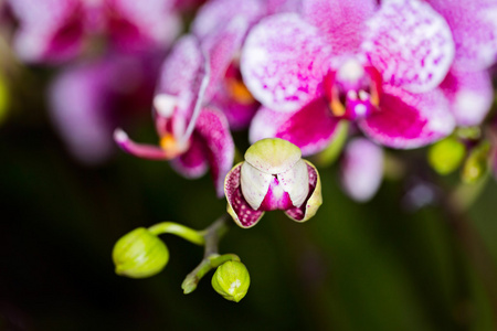 蝴蝶兰杂交兰花花，收起来，选择性焦点