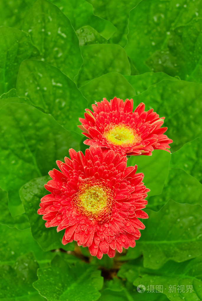 gerber 花背景