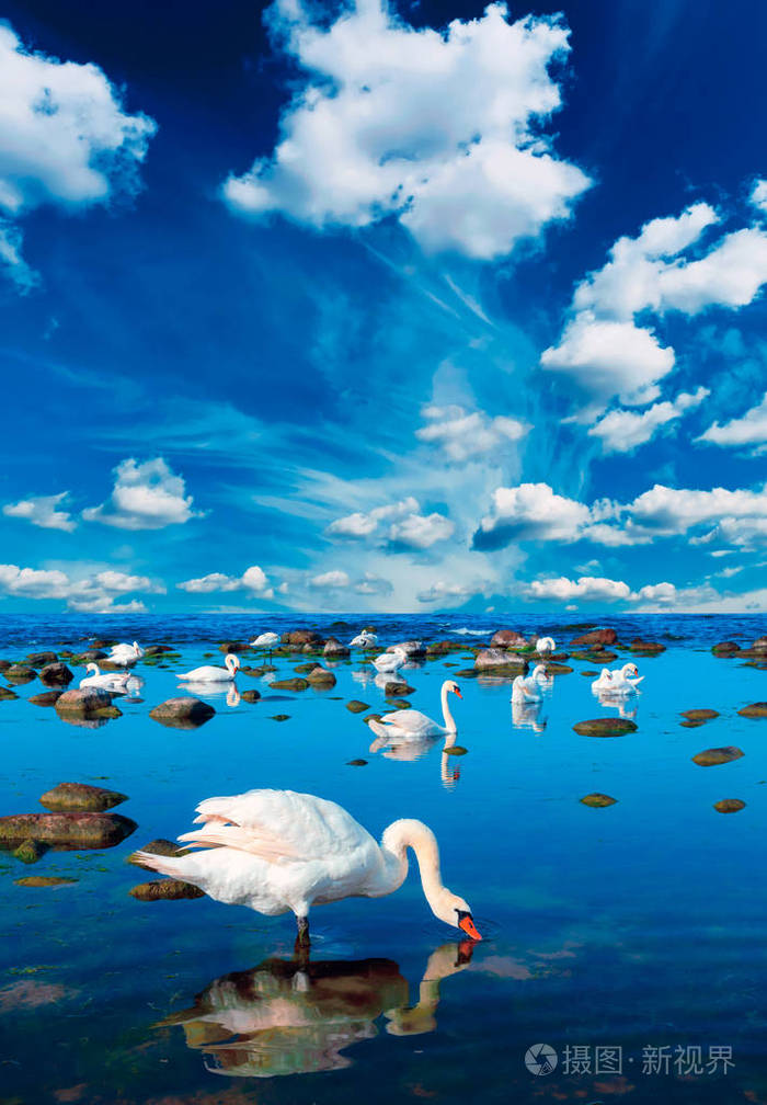 天鹅海景观