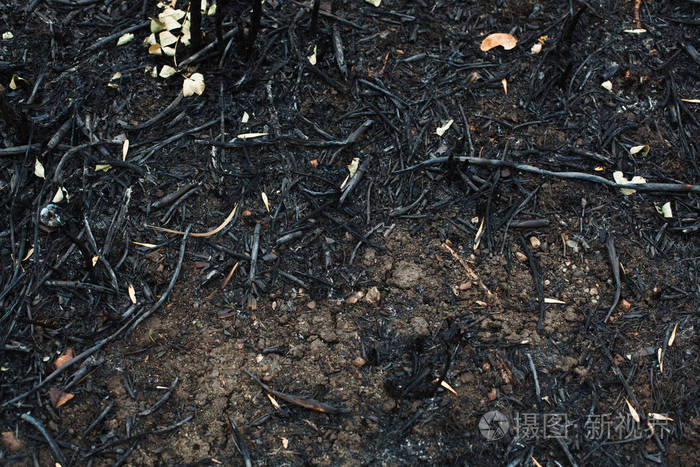 后的芦苇烧成灰烬