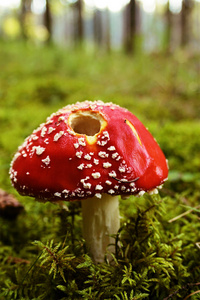 在 moss 中的红色蘑菇