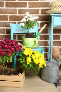 在椅子上，盆栽土壤 喷壶 地板砖背景上的植物盆栽花。种植鲜花概念