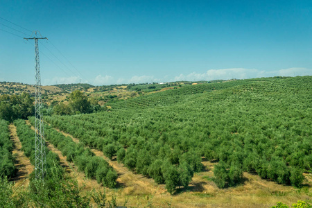 在西班牙的科尔多瓦，西班牙，欧洲农村橄榄树