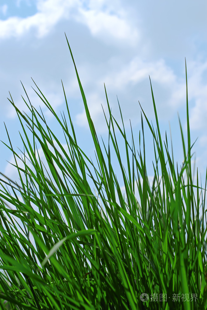 年轻的绿草
