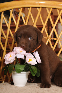 可爱的小小狗肖像与花