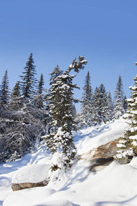 山脉 Zuratkul，冬季景观。在森林附近的雪堆