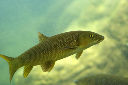 河鱼类生活在水族馆 照片