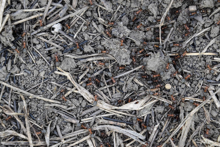 蚁群上的普通蚂蚁。社会昆虫