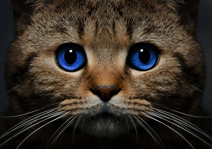 一只猫苏格兰直与蓝眼睛特写的肖像照片