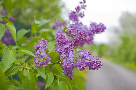 丁香花盛开图片