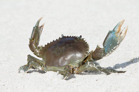 沙滩上的小蟹照片