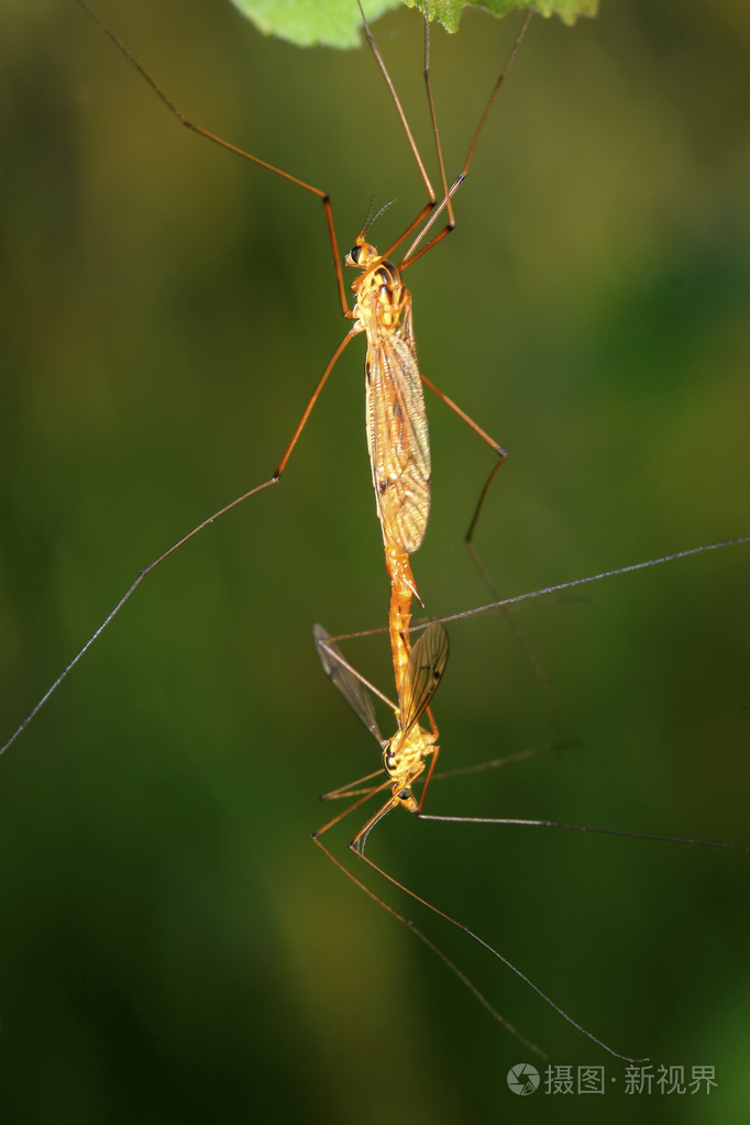 蚊子昆虫交配上绿色的叶子照片-正版商用图片0brcya-摄图新视界