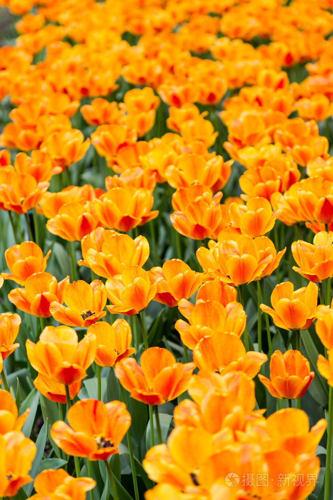 亮丽鲜艳的花朵郁金香为背景海报贺卡