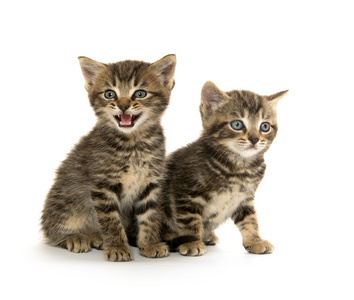 三虎斑小猫图片-三虎斑小猫素材-三虎斑小猫插画-摄图新视界