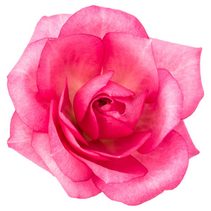 粉红玫瑰花卉