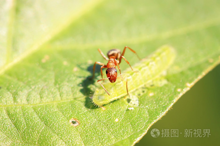 丝光褐林蚁图片