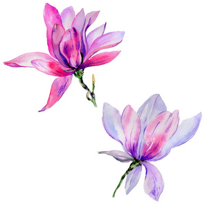 矢量图的孤立的白色背景上的玉兰花粉色玉兰花上白色孤立孤立的水彩