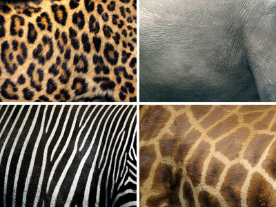 野生动物皮肤图片